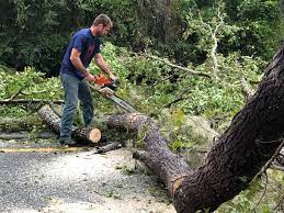 How Our Tree Care Process Works  in  Sumiton, AL